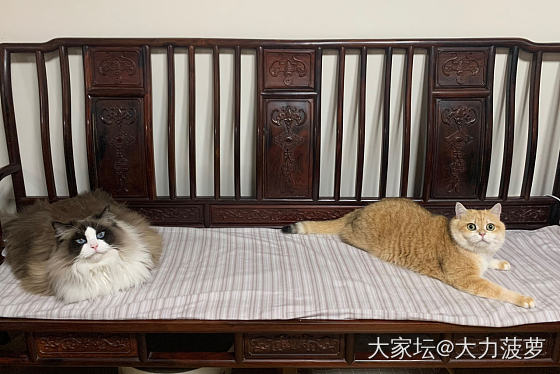 🐱何德何能，居然还有人挂念_猫