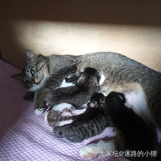 全家福～_猫