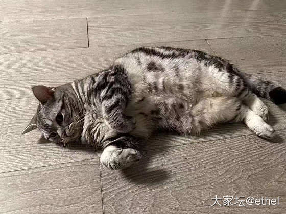 胖乎哉_猫