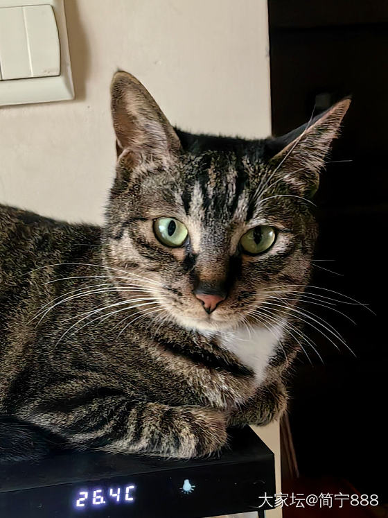 全家福～_猫