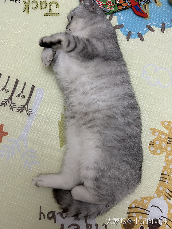 胖乎哉_猫