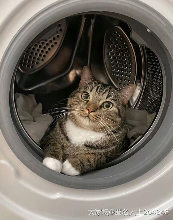 来看别人家可爱的小猫