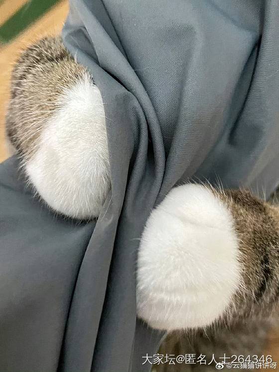 来看别人家可爱的小猫