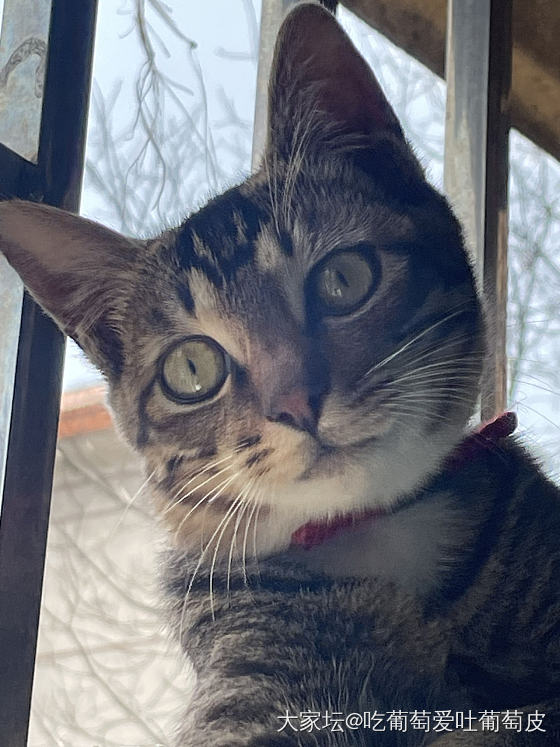 来看别人家可爱的小猫_猫