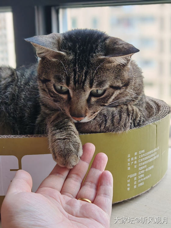 谁不喜欢rua猫猫呢？

喜欢，爱rua，特别爱rua爪爪！
谁说流浪狸花是丧彪..._猫