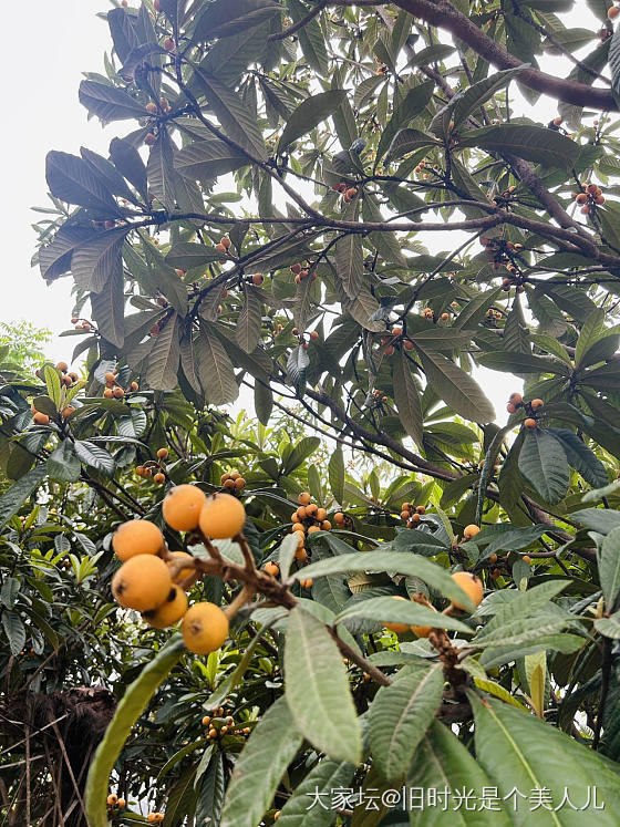 摘枇杷咯_水果
