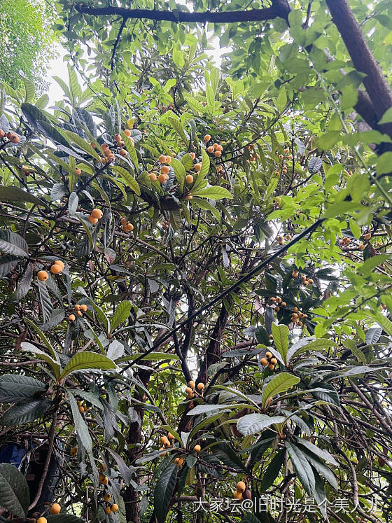 摘枇杷咯_水果