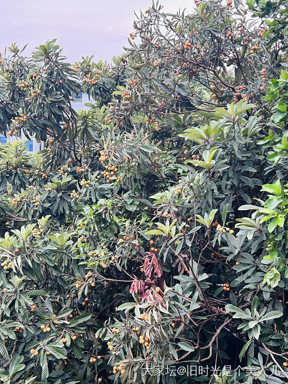 摘枇杷咯_水果