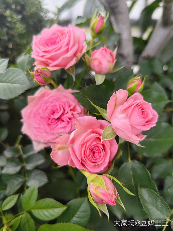 月季春花就要结束啦 又剁手入新品种藤本3棵_花