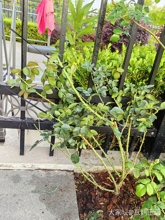 月季春花就要结束啦 又剁手入新品种藤本3棵_花