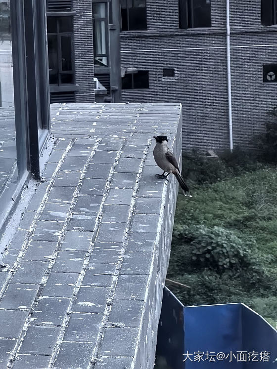 请问有姐J知道这是啥鸟儿吗？_鸟
