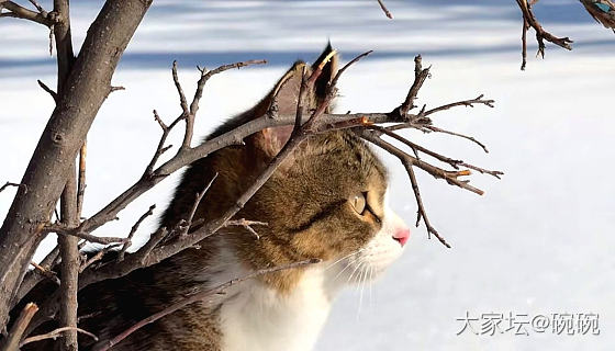 不养猫的人泪目看完_猫