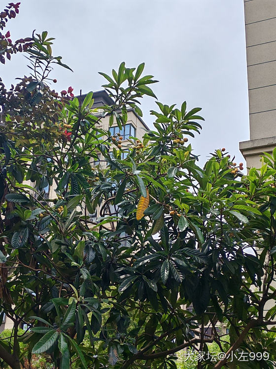 摘枇杷咯_水果