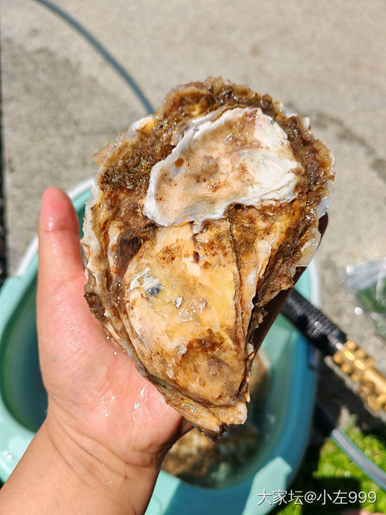 生蚝5块钱一个_美食