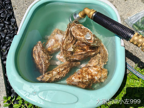 生蚝5块钱一个_美食