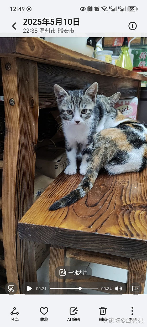 这对母子的毛色是不是纯种狸花啊？_猫