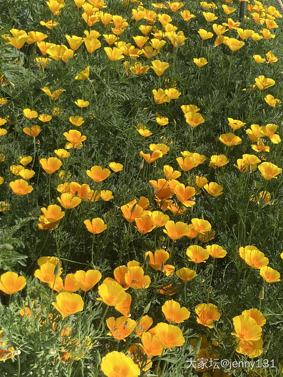 妖艳的花，慵懒的咪_花