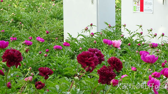春天永远值得期待_花