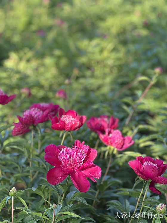 春天永远值得期待_花