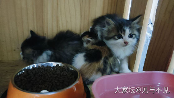 捡到小猫啦_猫