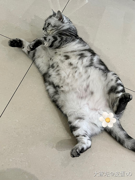 巨型蜜袋鼯_猫