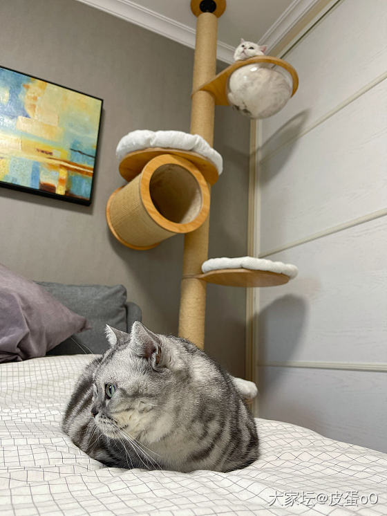 巨型蜜袋鼯_猫