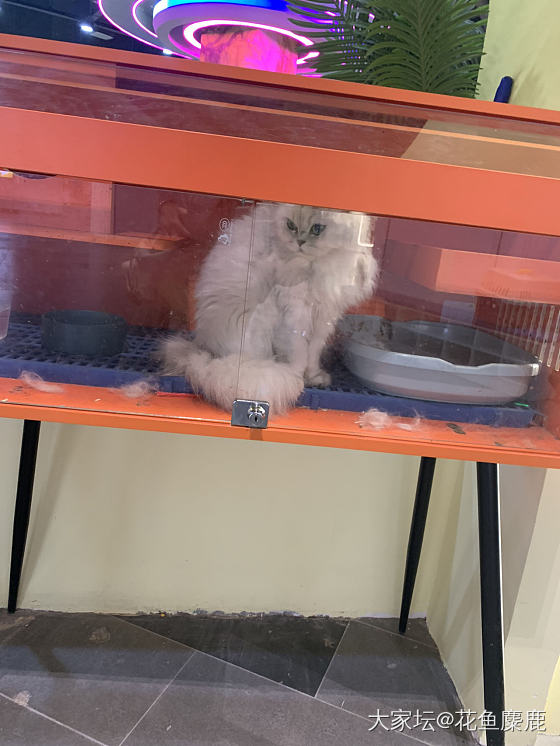 常州品种小猫咪免费领养_宠物