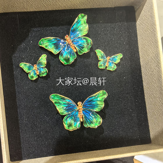 校长家的炫彩蝴蝶_金