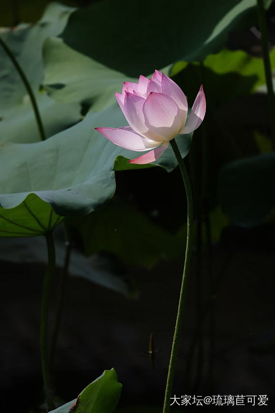 又到赏荷时_花