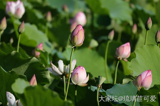 又到赏荷时_花