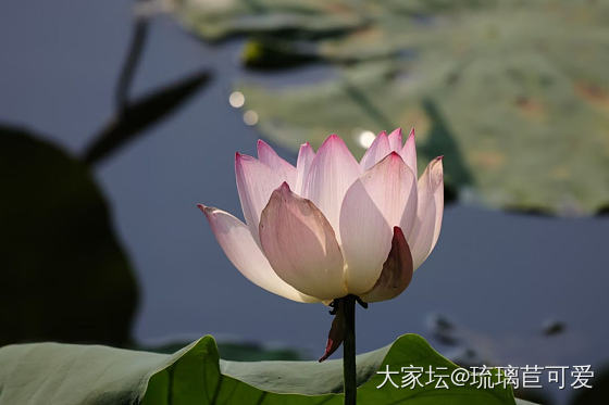 又到赏荷时_花
