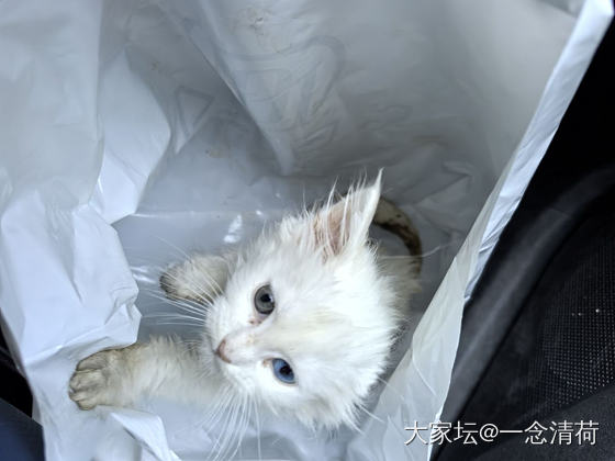救的小猫身上有粑粑怎么办_猫
