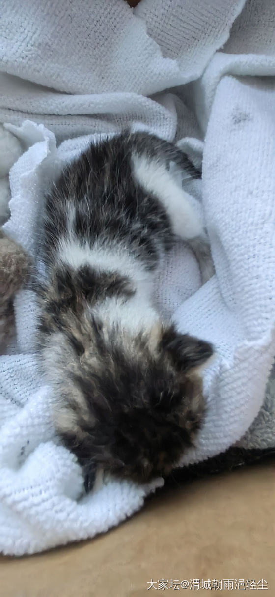 救的小猫身上有粑粑怎么办_猫