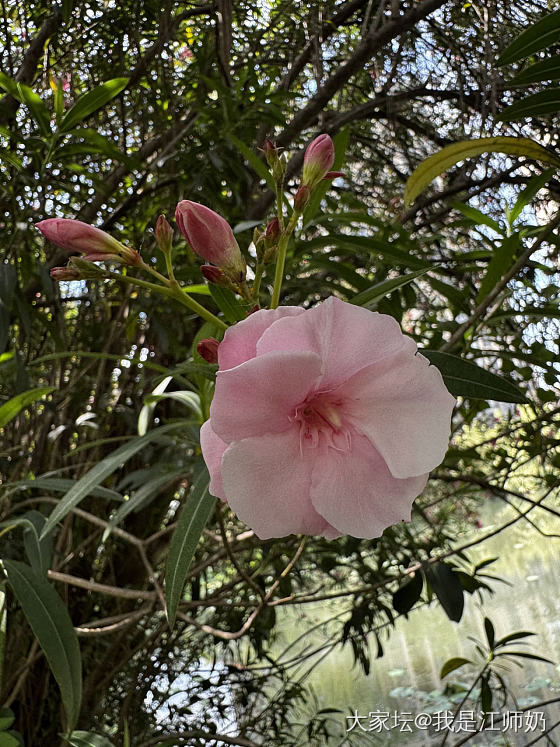 早锻炼。小花园里一个人也没有，很松弛。_铂
