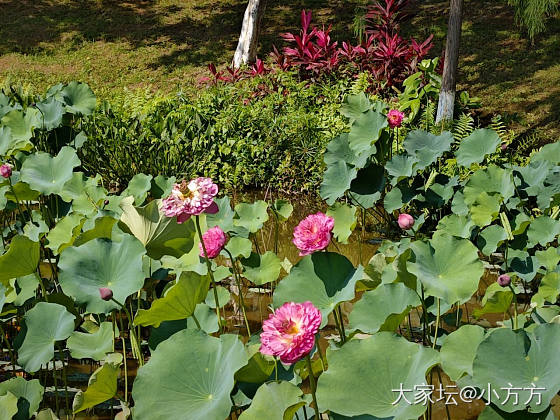 早锻炼。小花园里一个人也没有，很松弛。_铂