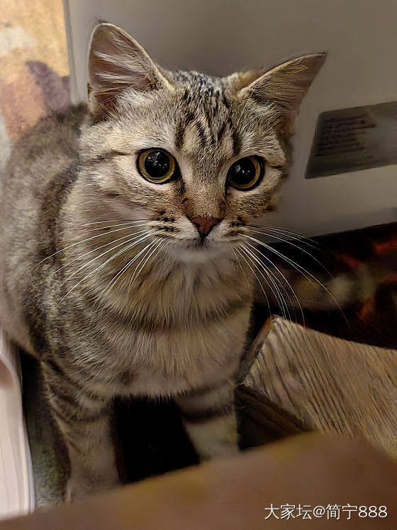 这样的小猫有人想养吗_猫