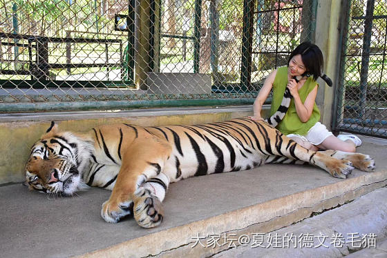 这样的小猫有人想养吗_猫