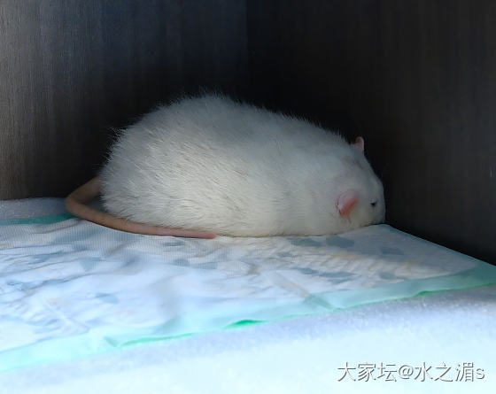 鼠宝的第一次湖边冒险～_鼠