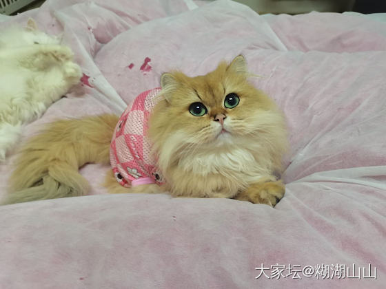 求助～长毛猫猫打结咋整_猫