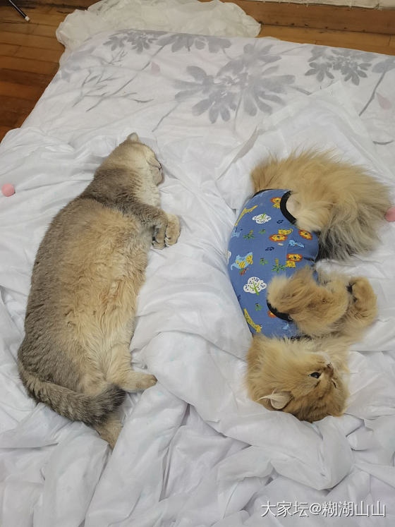 求助～长毛猫猫打结咋整_猫