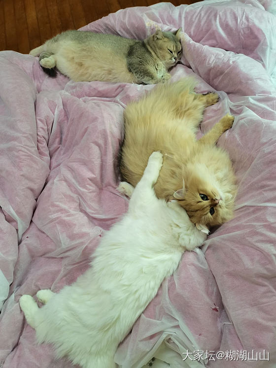 求助～长毛猫猫打结咋整_猫