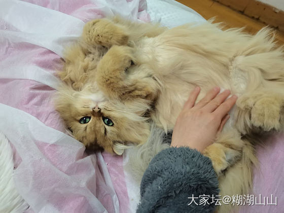求助～长毛猫猫打结咋整_猫