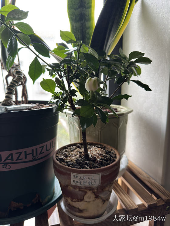 2024.11.11—2025.5.15
玉环栀子花
终于开了❤️_植物