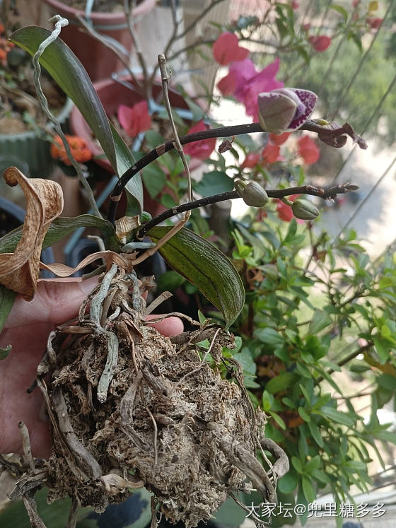 怎么说呢，就是这样奇怪_植物