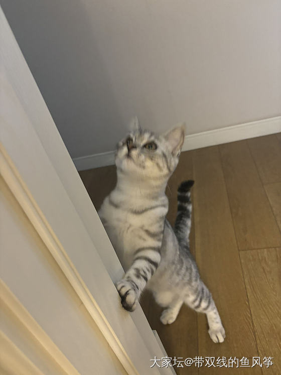小猫长大了_猫