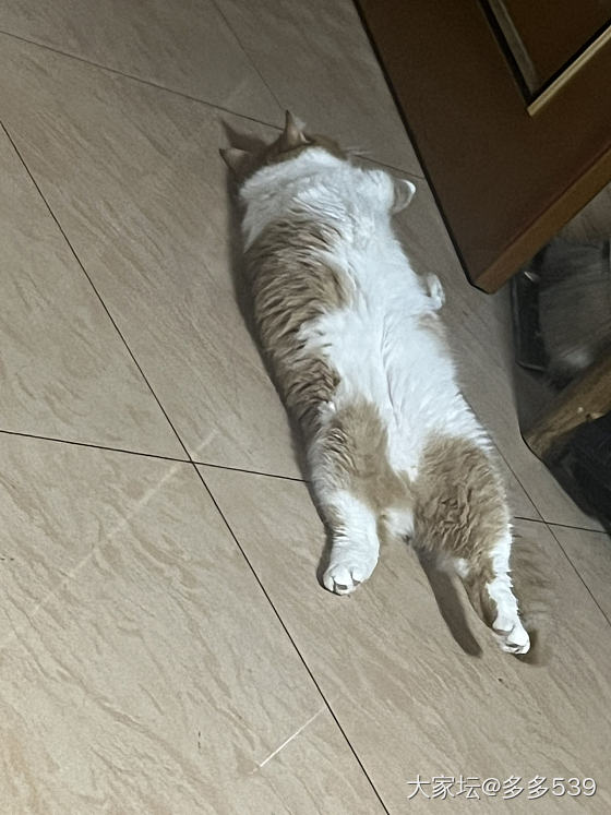 呃，这娃好像又胖了，只从小幺来了以后吃饭都不用愁，都是第一名_猫