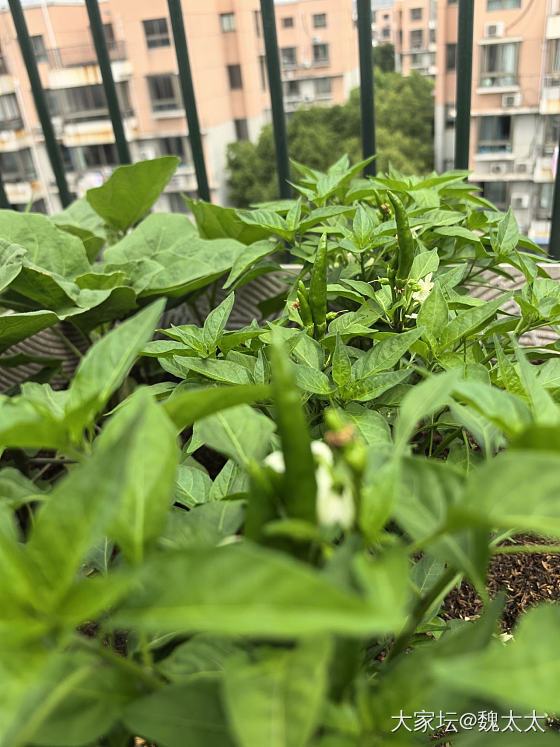 汇报一下我的露台菜园新变化_菜园