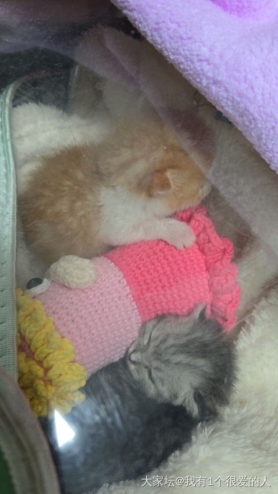 小猫长大了_猫