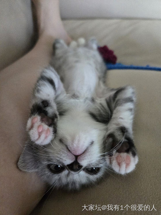 小猫长大了_猫