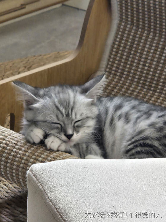 小猫长大了_猫